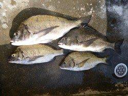 紀州釣りでチヌ45cm！イイサイズです。