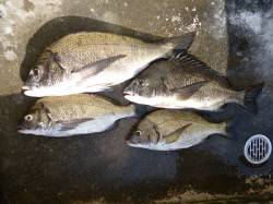 紀州釣りでチヌ45cm！イイサイズです。