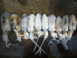 エギングでアオリイカ新子18ハイ♪