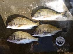 湯浅の磯　紀州釣りでのチヌ釣果