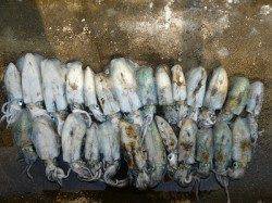 アオリイカ新子を26パイ！ 湯浅の磯エギング