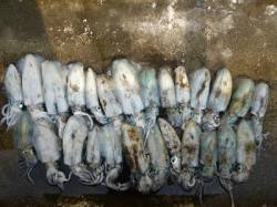 アオリイカ新子を26パイ！ 湯浅の磯エギン…