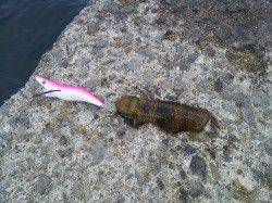 小島　連日釣行のエギングでアオリイカ新子　コウイカの姿も