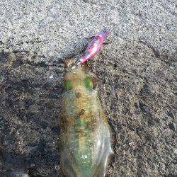 小島　単発的なアタリの中でのエギング