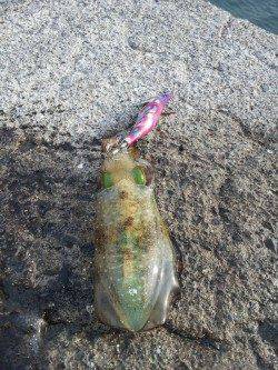 小島　単発的なアタリの中でのエギング