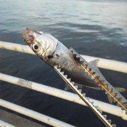 舞洲のアジ、サイズがかなり大きくなってきています♪