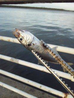 舞洲のアジ、サイズがかなり大きくなってきています♪