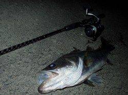 台風後の円山川、邪道スーサンでシーバス53cm★