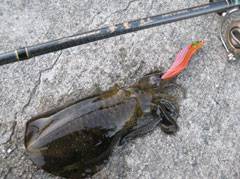 秋のオススメ！エギングの歴史【高田玲欧氏連載記事No.17】