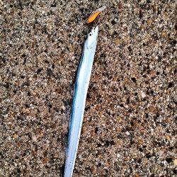 舞洲、太刀魚釣りのシーズン到来！