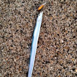 舞洲、太刀魚釣りのシーズン到来！