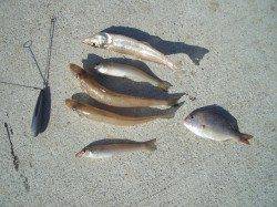 キスは何時釣るの?　今でしょ♪