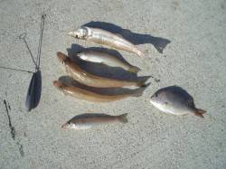 キスは何時釣るの?　今でしょ♪