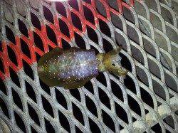 とっとパークでエギングしてきました〜