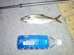 大阪南港、ワインドで太刀魚・サビキでアジの釣果