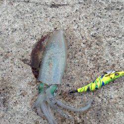 朝まずめでトンカツサイズGET　新子の姿はあまりありませんでした