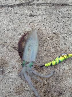 朝まずめでトンカツサイズGET　新子の姿は…