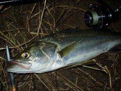 円山川ナイトシーバスに行ってきました