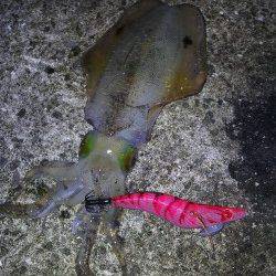 再び磯ノ浦へエギングに行ってきました