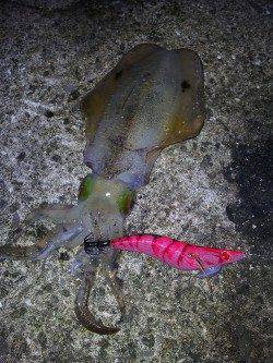 再び磯ノ浦へエギングに行ってきました