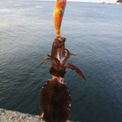 小島エギング、潮の濁りが非常にきつく２ハイのみで終了