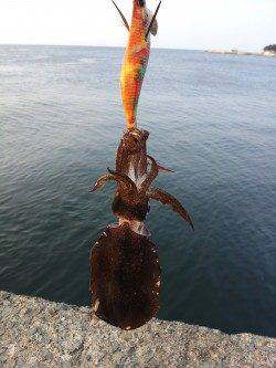 小島エギング、潮の濁りが非常にきつく２ハイのみで終了