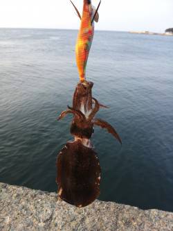 小島エギング、潮の濁りが非常にきつく２ハイ…