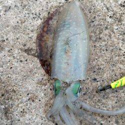 朝まずめでトンカツサイズGET　新子の姿はあまりありませんでした