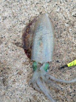 朝まずめでトンカツサイズGET　新子の姿はあまりありませんでした