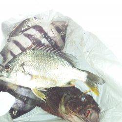 舞洲でジグヘッドと落とし込みの釣果