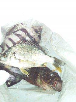 舞洲でジグヘッドと落とし込みの釣果