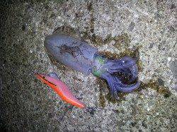 再び磯ノ浦へエギングに行ってきました