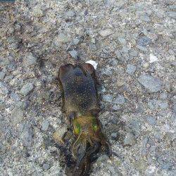 小島エギング、潮の濁りが非常にきつく２ハイのみで終了