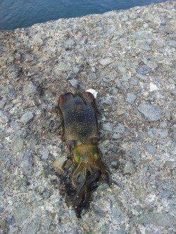 小島エギング、潮の濁りが非常にきつく２ハイのみで終了