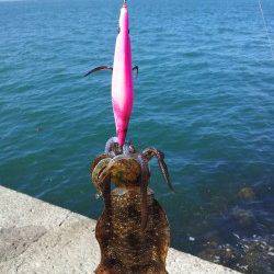 小島でエギング、明るくなりだすとともにポツポツと釣れてくれました