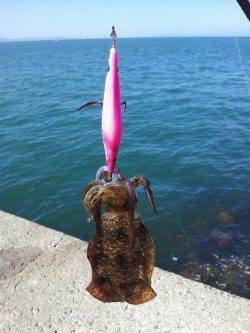 小島でエギング、明るくなりだすとともにポツポツと釣れてくれました