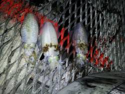 とっとパークでエギングしてきました〜