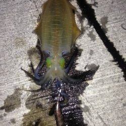 時合に一投一杯♪　南淡路のアオリイカ