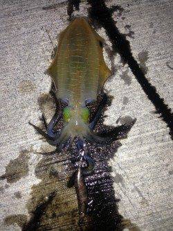 時合に一投一杯♪　南淡路のアオリイカ