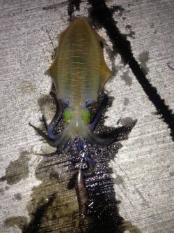 時合に一投一杯♪　南淡路のアオリイカ