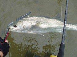 円山川ウェーディングゲーム、シーバス63cm頭に3本