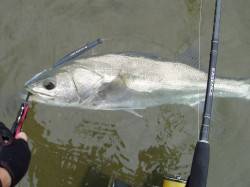 円山川ウェーディングゲーム、シーバス63c…