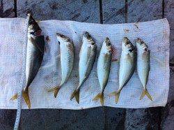 和歌山マリーナシティ、カゴ天秤でヒラアジ２５ｃｍ級