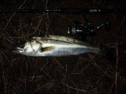 円山川ナイトシーバスに行ってきました