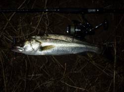 円山川ナイトシーバスに行ってきました