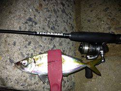 手軽にルアーフィッシング！アジング【大西公一朗氏連載記事No.03】