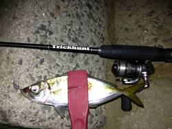 手軽にルアーフィッシング！アジング【大西公一朗氏連載記事No.03】