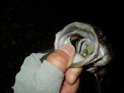 津居山港　ナイトシーバスで58・38cmがヒット