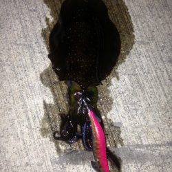 時合に一投一杯♪　南淡路のアオリイカ