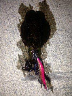 時合に一投一杯♪　南淡路のアオリイカ